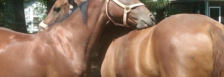 Image for J & G Stables with ID of: 639056