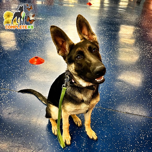 Image for The Complete K9 - Birmingham, AL with ID of: 5494272