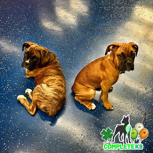 Image for The Complete K9 - Birmingham, AL with ID of: 5494273