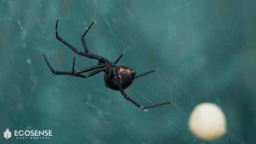 Image for EcoSense Pest Control with ID of: 5496071