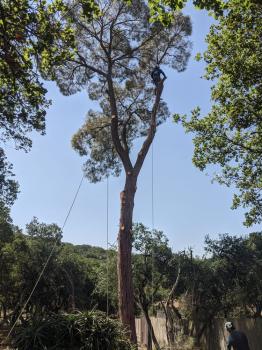 Image for La Sirenita Tree Service with ID of: 5497842