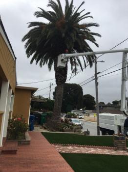 Image for La Sirenita Tree Service with ID of: 5497845