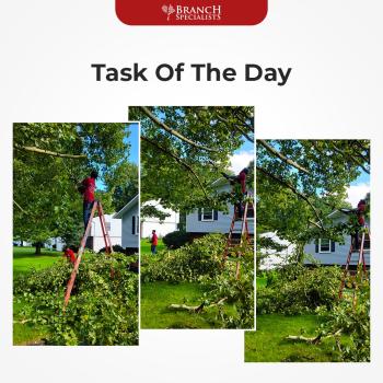Image for Branch Specialists Rochester NY with ID of: 5502777