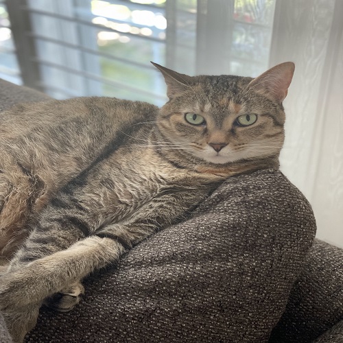 Image for Fancy Whiskers with ID of: 5507868