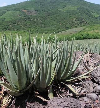 Image for Concentrated Aloe Corporation with ID of: 5512222