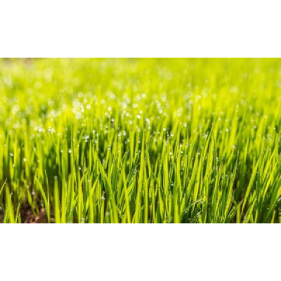 Image for Secure Lawn with ID of: 5523924