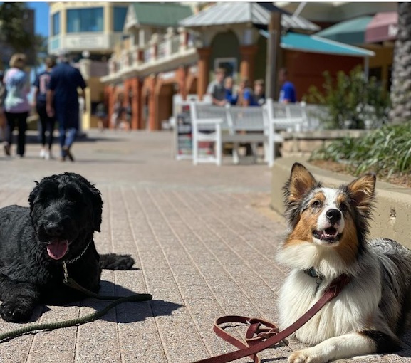 Image for BTS K9 Dog Training with ID of: 5524442