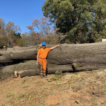 Image for Earnest Tree Service & Landscaping with ID of: 5530684
