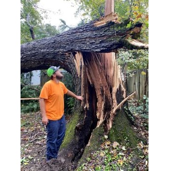 Image for Earnest Tree Service & Landscaping with ID of: 5530685