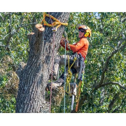 Image for Earnest Tree Service & Landscaping with ID of: 5530686