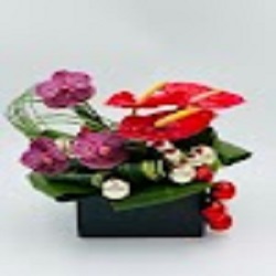 Image for Dancing Daisy with ID of: 5530723