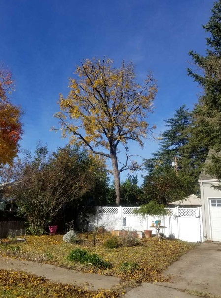 Image for The Lone Pine Tree Service with ID of: 5541073