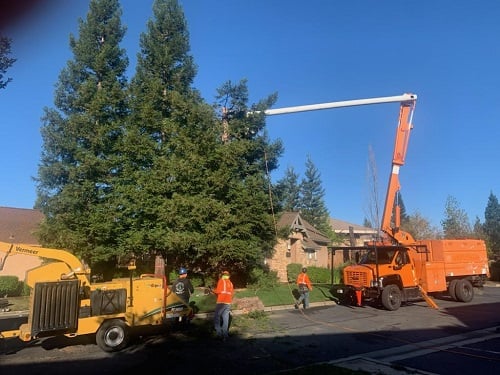 Image for The Lone Pine Tree Service with ID of: 5541078