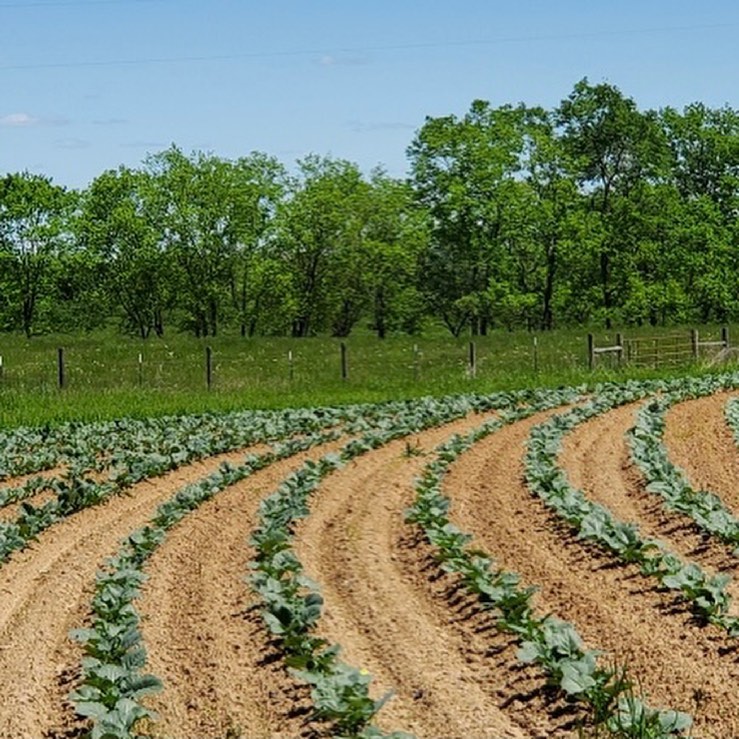 Image for HomeGrown Direct LLC with ID of: 5542275
