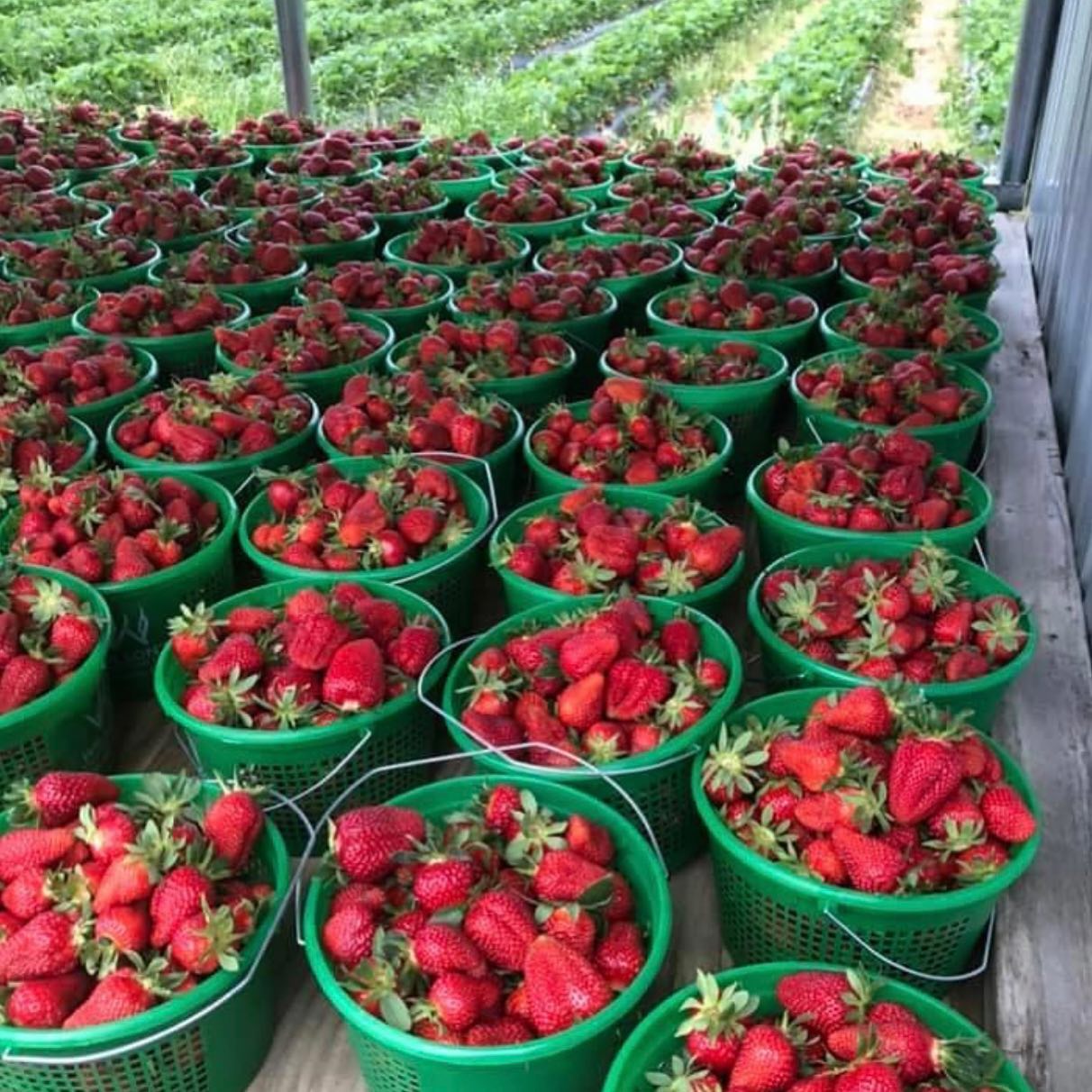 Image for HomeGrown Direct LLC with ID of: 5542276