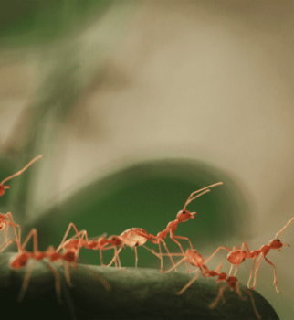 Image for Insight Pest Solutions with ID of: 5544066