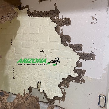 Image for Arizona Pest Solutions with ID of: 5549093