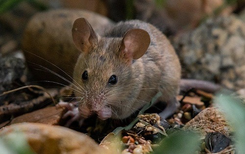 Image for Spectrum Pest Control with ID of: 5560617