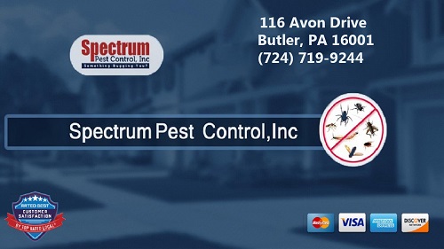 Image for Spectrum Pest Control with ID of: 5561952