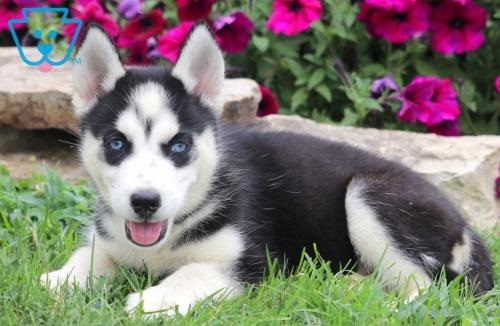 Image for Keystone Puppies with ID of: 5564367