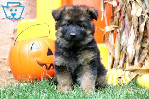 Image for Keystone Puppies with ID of: 5564370