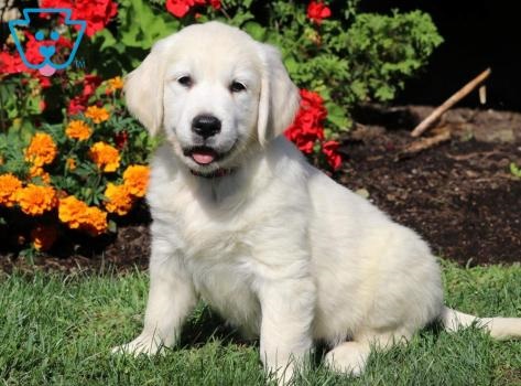 Image for Keystone Puppies with ID of: 5564372