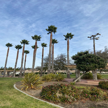 Image for Valley Tree Care LLC with ID of: 5569492