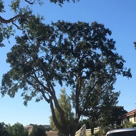 Image for Valley Tree Care LLC with ID of: 5569494