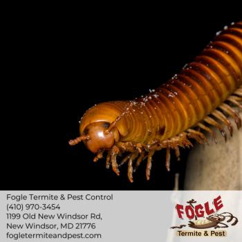 Image for Fogle Termite and Pest Control with ID of: 5574129