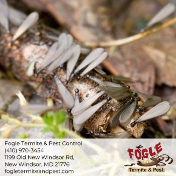 Image for Fogle Termite and Pest Control with ID of: 5574131