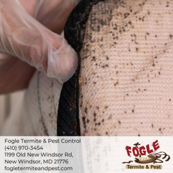 Image for Fogle Termite and Pest Control with ID of: 5574136