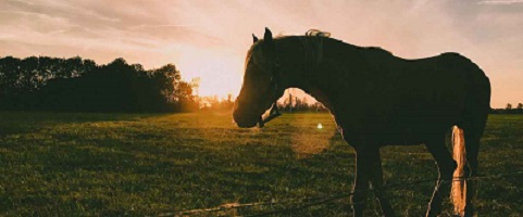 Image for Debbie Pask - Equine Therapy Coaching with ID of: 5578290