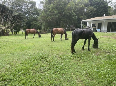 Image for Debbie Pask - Equine Therapy Coaching with ID of: 5578294