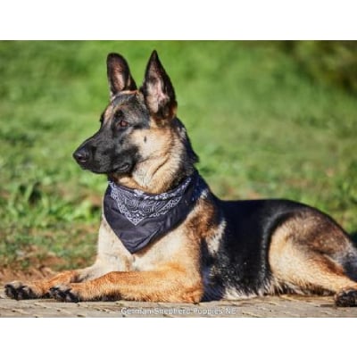 Image for German Shepherd Puppies NC with ID of: 5578579