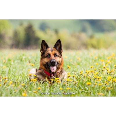 Image for German Shepherd Puppies NC with ID of: 5578598