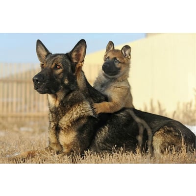 Image for German Shepherd Puppies NC with ID of: 5578601