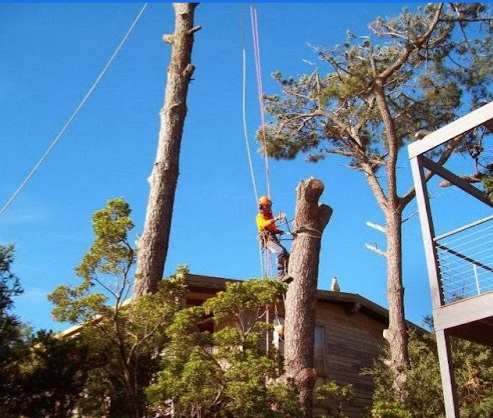 Image for Cut It Right Tree Service with ID of: 5579772