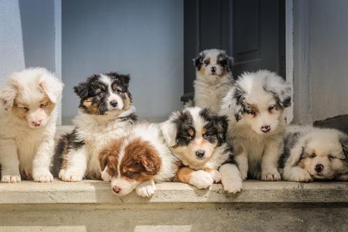 Image for Valley Pet Hotel with ID of: 5584331