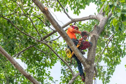Image for Carriere Trees Service with ID of: 5584776