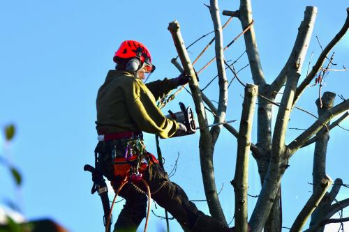 Image for Carriere Trees Service with ID of: 5584778