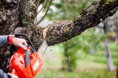 Image for Carriere Trees Service with ID of: 5584779