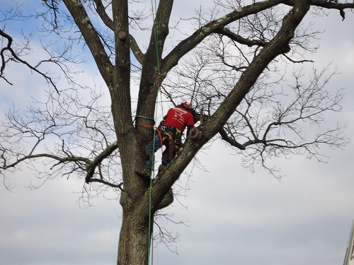 Image for Dave's Landscape Management Company with ID of: 5588329