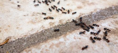 Image for Tanler Termite and Pest Control with ID of: 5600700