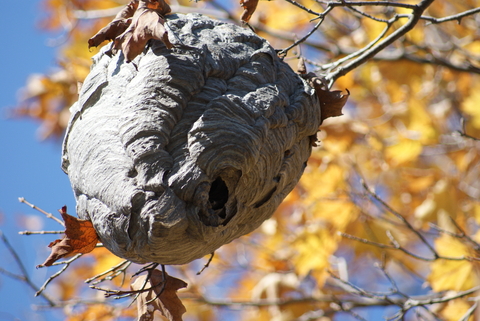 Image for Spectrum Pest Control with ID of: 642291