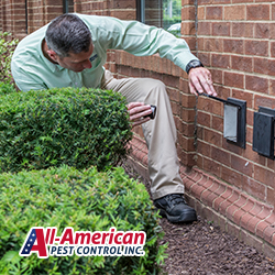 Image for All-American Pest Control with ID of: 5606111