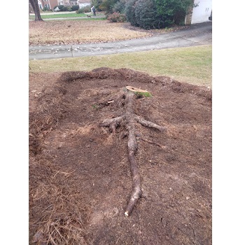 Image for Mama's Stump Grinding with ID of: 5608730