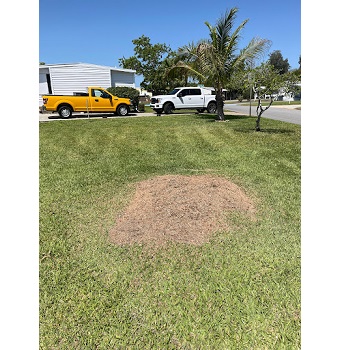 Image for Mama's Stump Grinding with ID of: 5608731