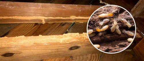 Image for Bigham Pest Services with ID of: 5610558