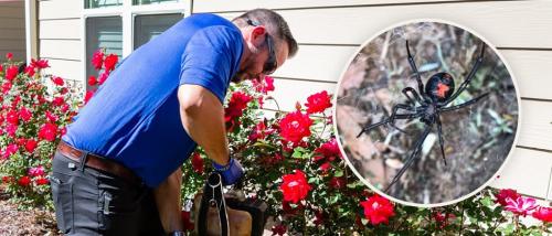 Image for Bigham Pest Services with ID of: 5610560