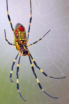 Image for Valor Pest Solutions with ID of: 5611498